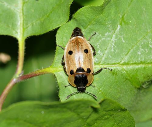 Réf. 282 550 : Dendroxena quadrimaculata